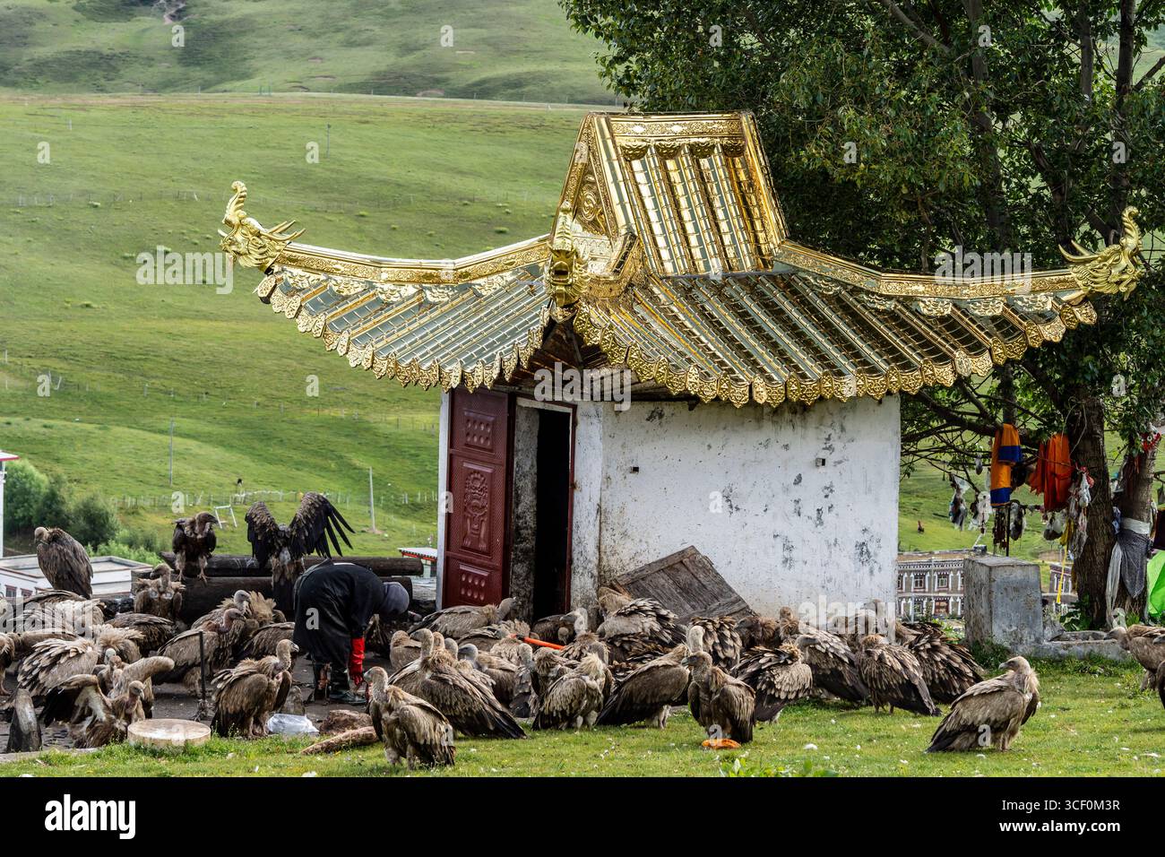 Himmelsbegräbnis, Rogyapa füttert den Leichnam eines Verstorbenen an Geier für ihre Rückkehr in die Wildnis, Tagong (Lhagang), Garzê Autonome Präfektur Tibetisch, Sichuan, China. Stockfoto