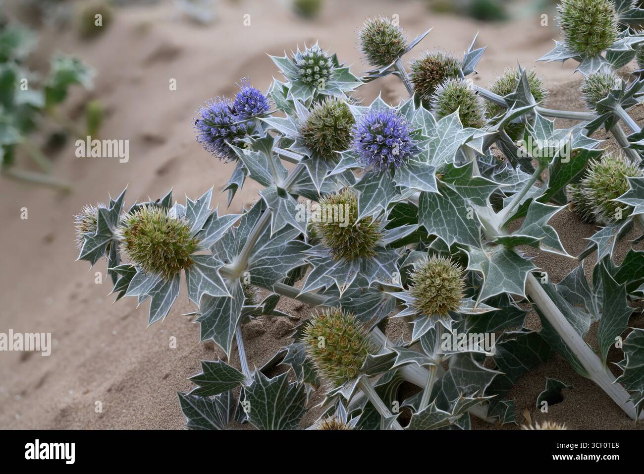 Sea Holly (Eryngium maratimum) wächst an einem Sandstrand, Mersehead RSPB Reserve, Solway Mündung, Dumfries und Galloway, SW Schottland Stockfoto