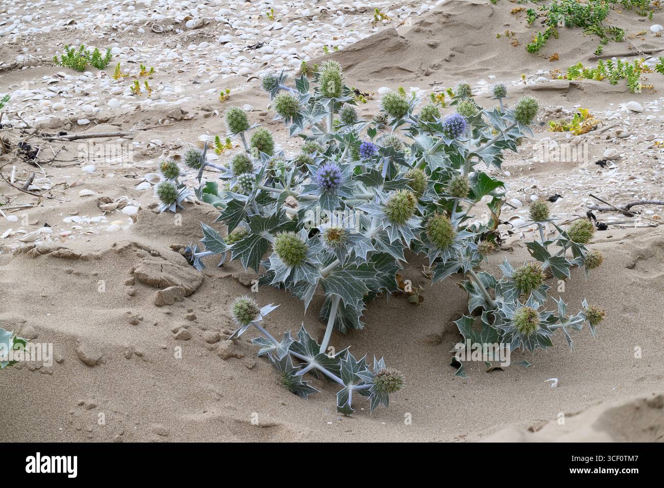 Sea Holly (Eryngium maratimum) wächst an einem Sandstrand, Mersehead RSPB Reserve, Solway Mündung, Dumfries und Galloway, SW Schottland Stockfoto