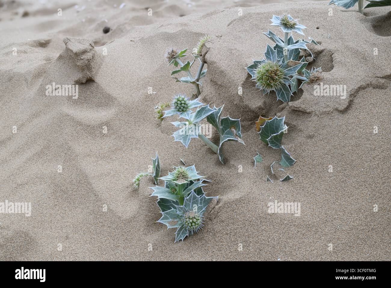 Sea Holly (Eryngium maratimum) wächst an einem Sandstrand, Mersehead RSPB Reserve, Solway Mündung, Dumfries und Galloway, SW Schottland Stockfoto