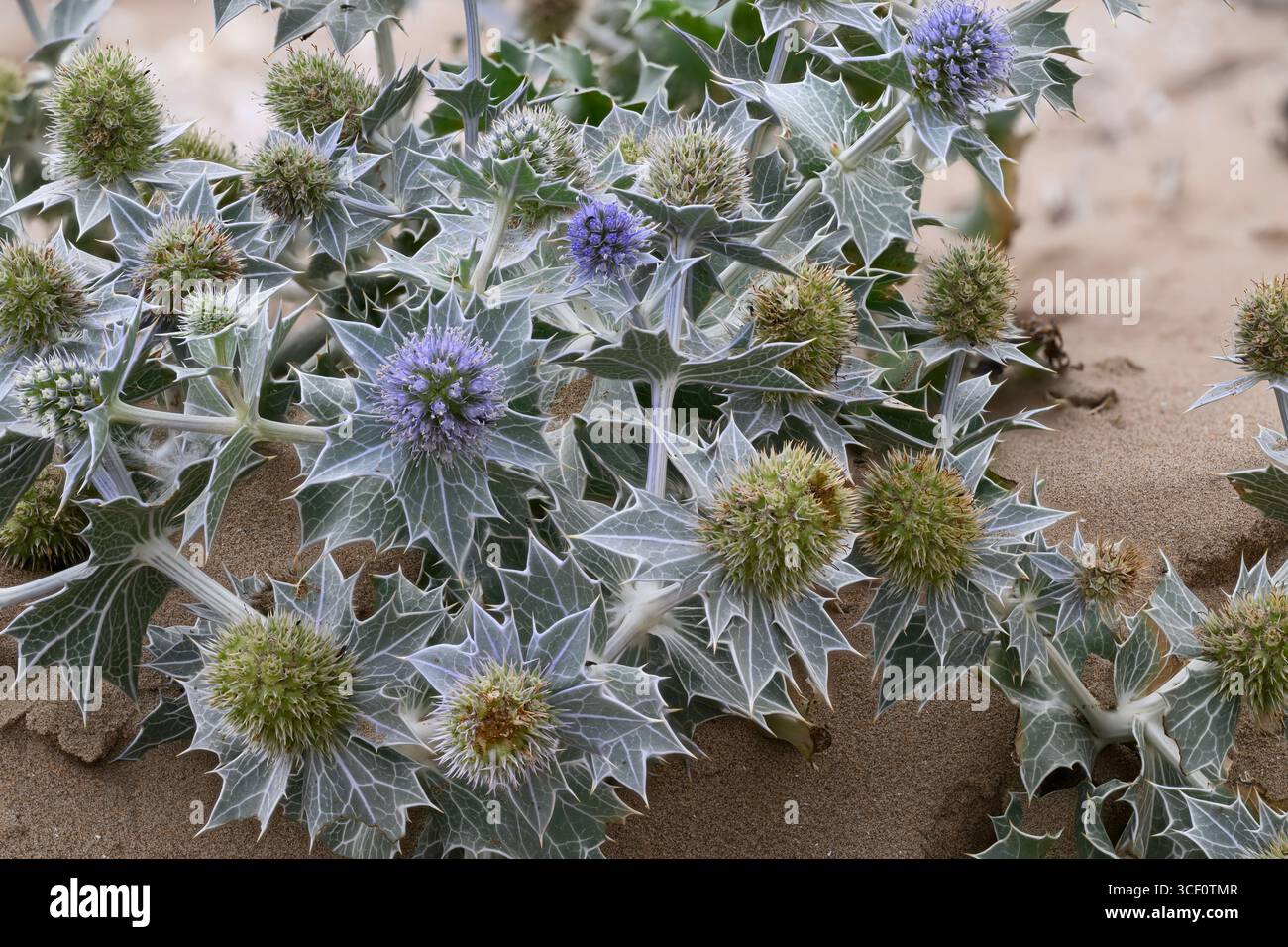 Sea Holly (Eryngium maratimum) wächst an einem Sandstrand, Mersehead RSPB Reserve, Solway Mündung, Dumfries und Galloway, SW Schottland Stockfoto