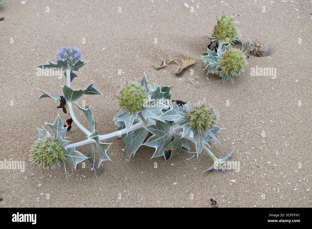 Sea Holly (Eryngium maratimum) wächst an einem Sandstrand, Mersehead RSPB Reserve, Solway Mündung, Dumfries und Galloway, SW Schottland Stockfoto