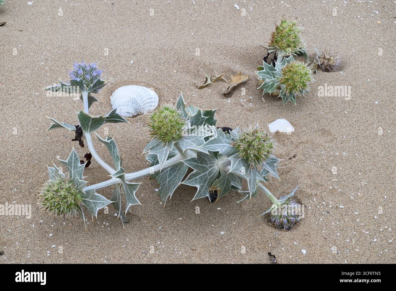 Sea Holly (Eryngium maratimum) wächst an einem Sandstrand, Mersehead RSPB Reserve, Solway Mündung, Dumfries und Galloway, SW Schottland Stockfoto