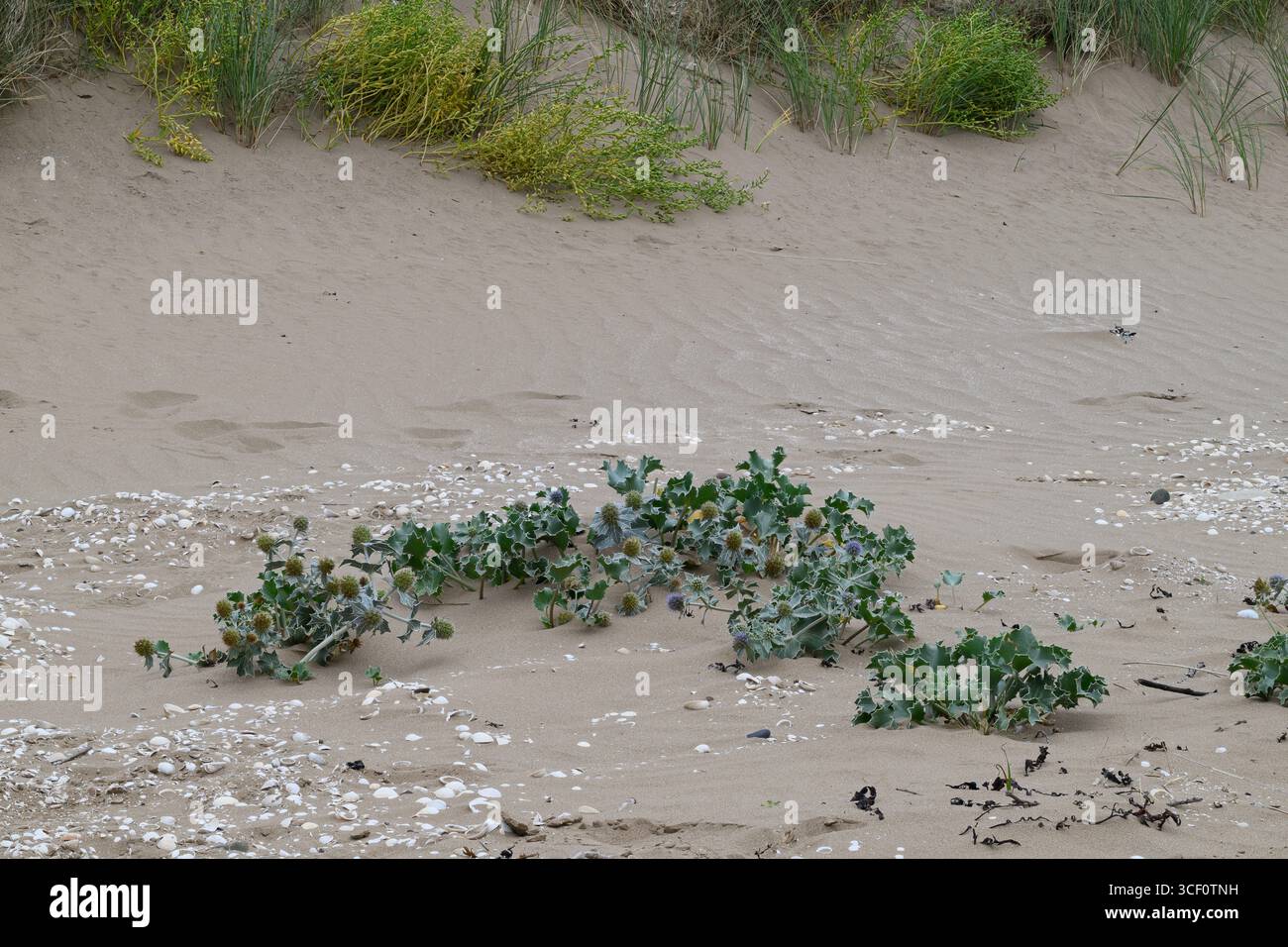 Sea Holly (Eryngium maratimum) wächst an einem Sandstrand, Mersehead RSPB Reserve, Solway Mündung, Dumfries und Galloway, SW Schottland Stockfoto
