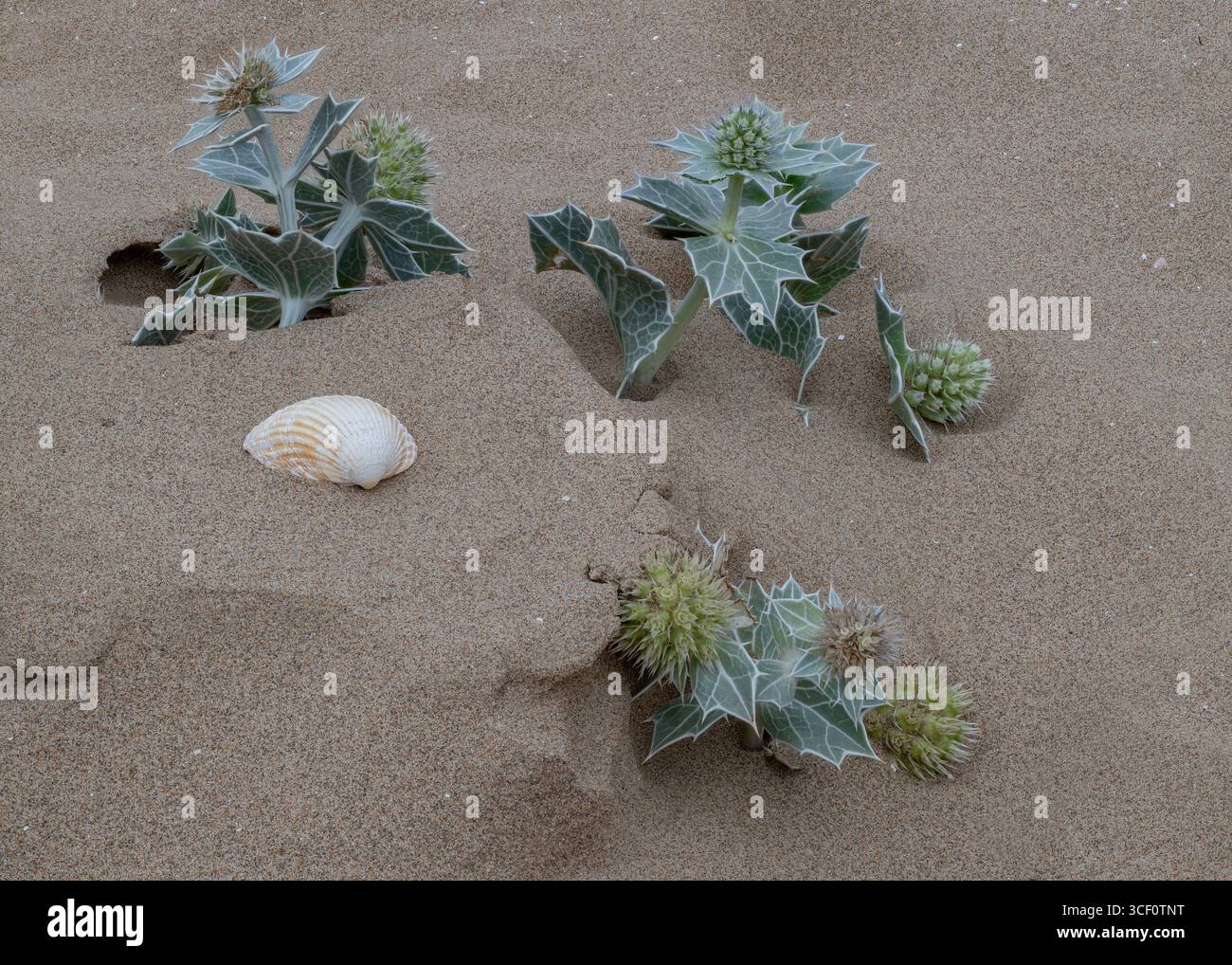 Sea Holly (Eryngium maratimum) wächst an einem Sandstrand, Mersehead RSPB Reserve, Solway Mündung, Dumfries und Galloway, SW Schottland Stockfoto
