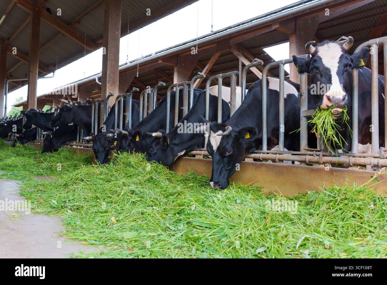 Kühe in einer Milchscheune, die frisches Grünfutter essen und die Tierhaltung und landwirtschaftliche Praktiken in Darmstadt hervorheben. Stockfoto