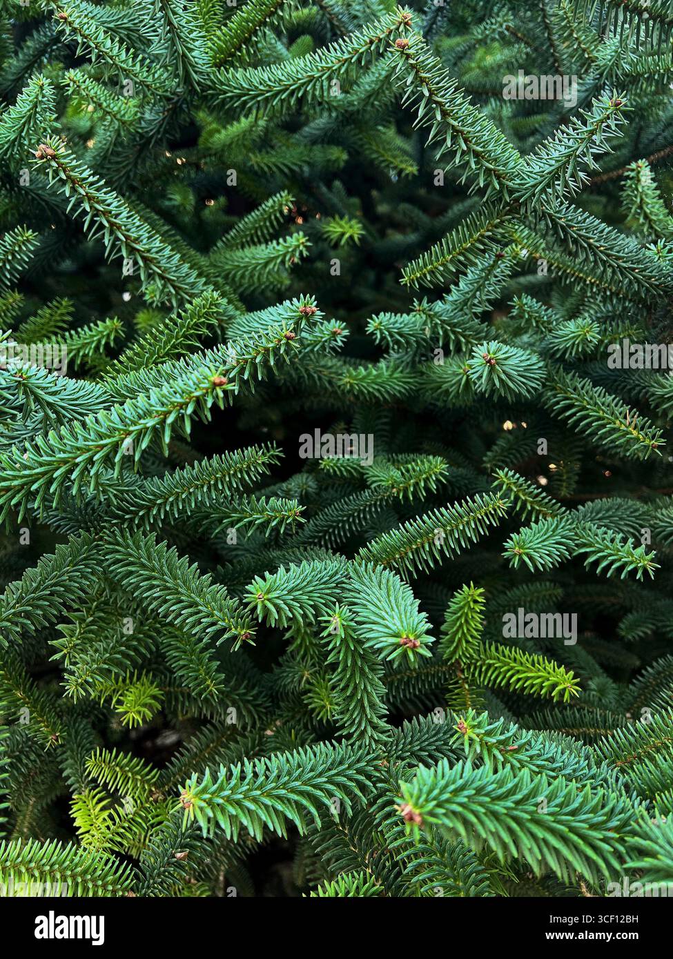 Nahaufnahme frischer Grüntannenzweige. Abstrakte Strukturierte Natürliche Hintergrundtapete. Stockfoto