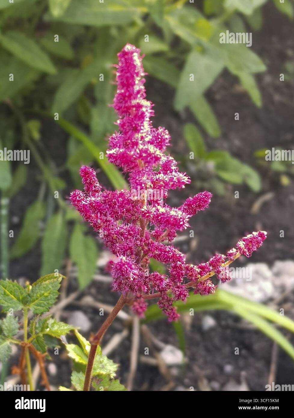 Die mehrjährige Pflanze Astilba Astilbe wächst in einem Blumenbeet Stockfoto