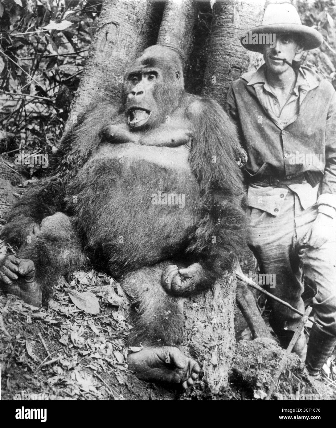 1928 erschoss ein englischer Jäger einen Gorilla in Zentralafrika. Das Foto zeigt den Jäger, der neben dem Körper des Gorillas steht und einen kontroversen Moment in der kolonialen Jagdgeschichte zeigt. Stockfoto