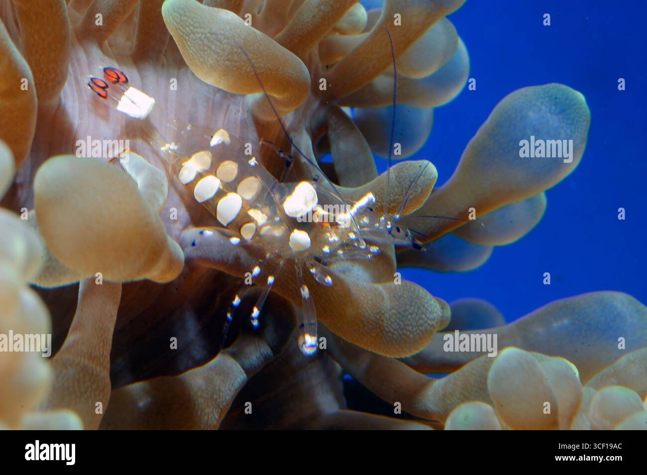Glasanemonengarnelen (Periclimenes brevicarpalis). Aquariumphoto. Stockfoto