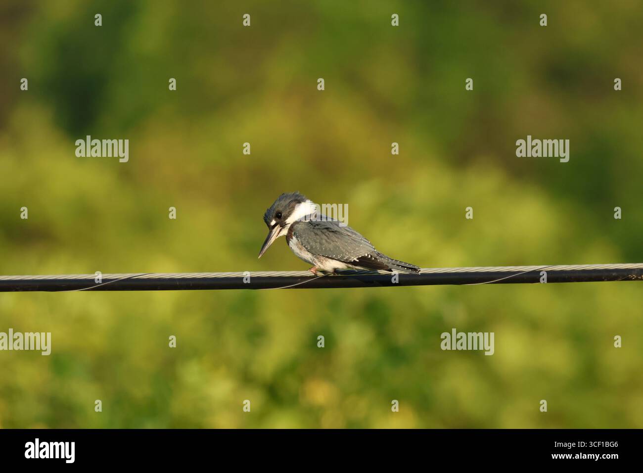 Ein gegurteter eisvogel, der über einem Bach nach Beute Ausschau hält. Stockfoto