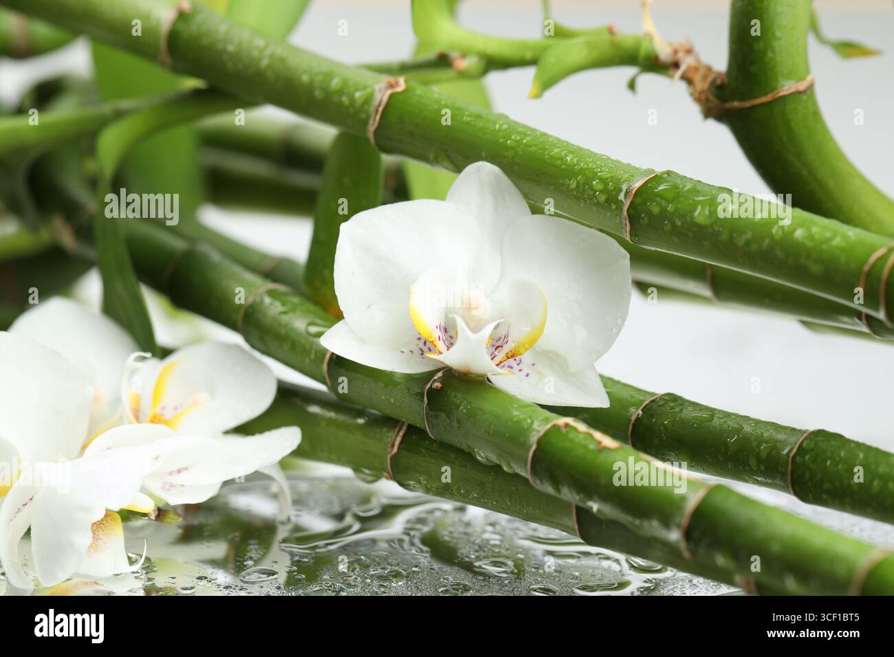 Wunderschöne Orchideenblumen mit Wassertropfen und Bambusstämmen auf Spiegeloberfläche, Nahaufnahme Stockfoto