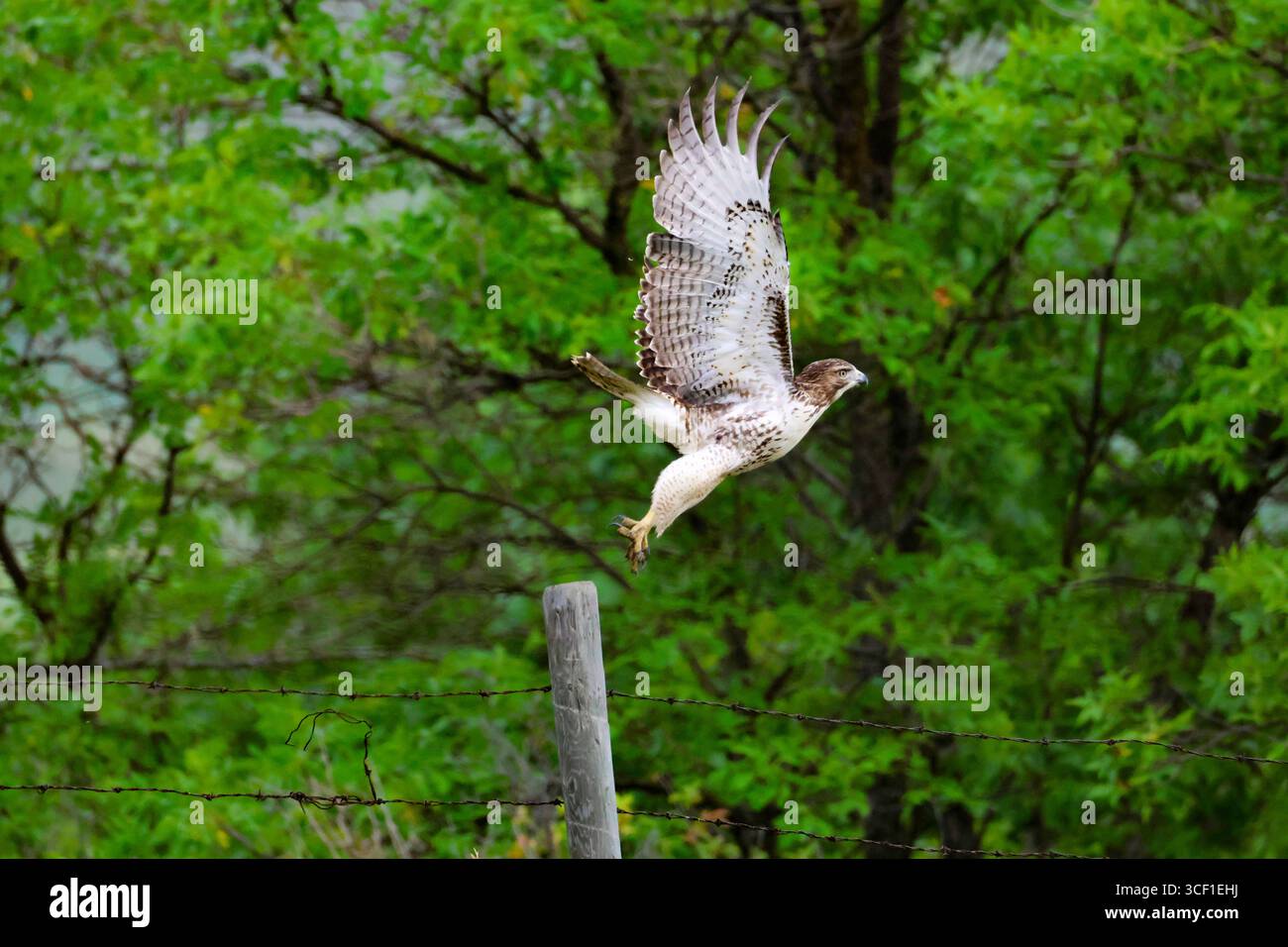 Junger Rotschwanzfalke, der einen mächtigen Start durchführt. Stockfoto