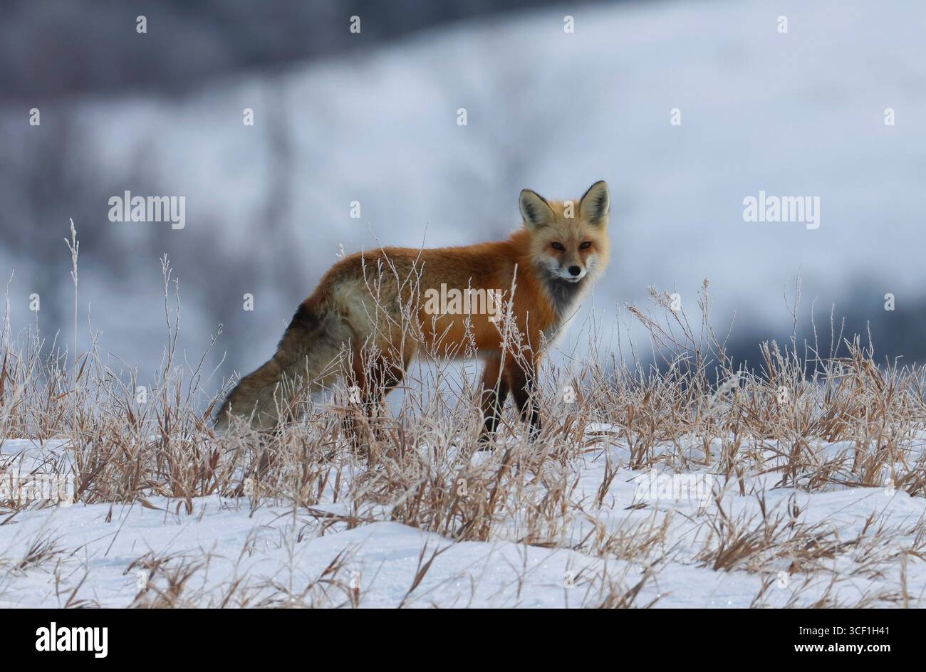 Ein Rotfuchs mit voller Winterjacke hielt an, während er auf der Suche nach der Spitze eines Prärietals war. Stockfoto