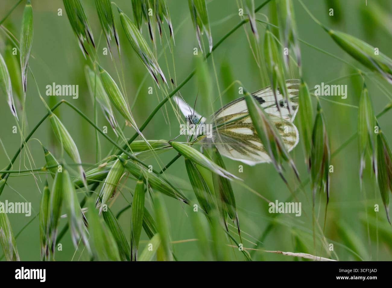 Ein weißer, gemusterter, wunderschöner Schmetterling, versteckt zwischen säenden Grashalmen. Stockfoto