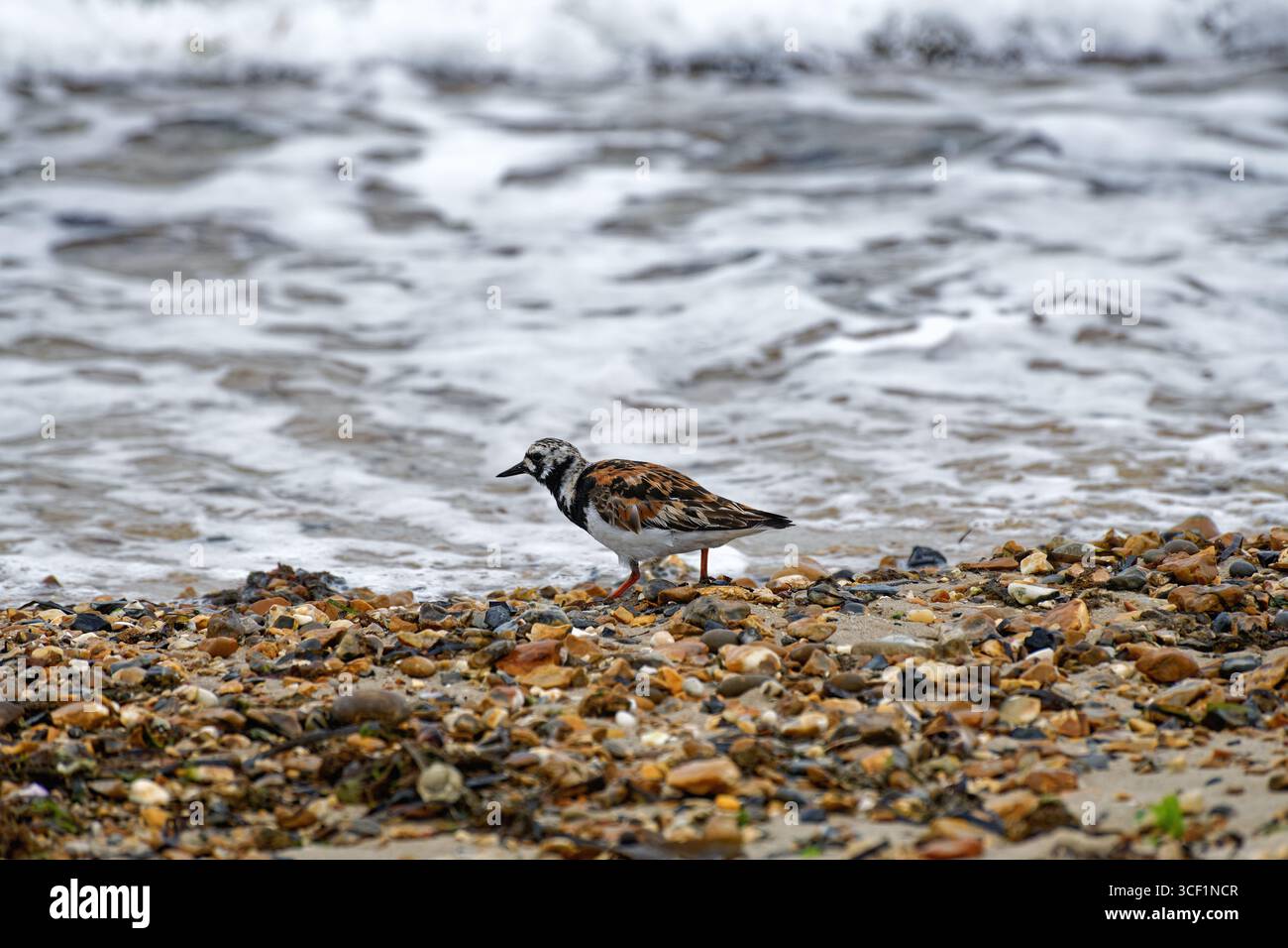 Ein einsamer Turnstone, der entlang eines Kieselstrandes kriecht, mit kleinen brechenden Wellen im Hintergrund, die zwischen Kieselsteinen verwurzelt sind und nach Essen suchen Lepe Hampshire UK Stockfoto