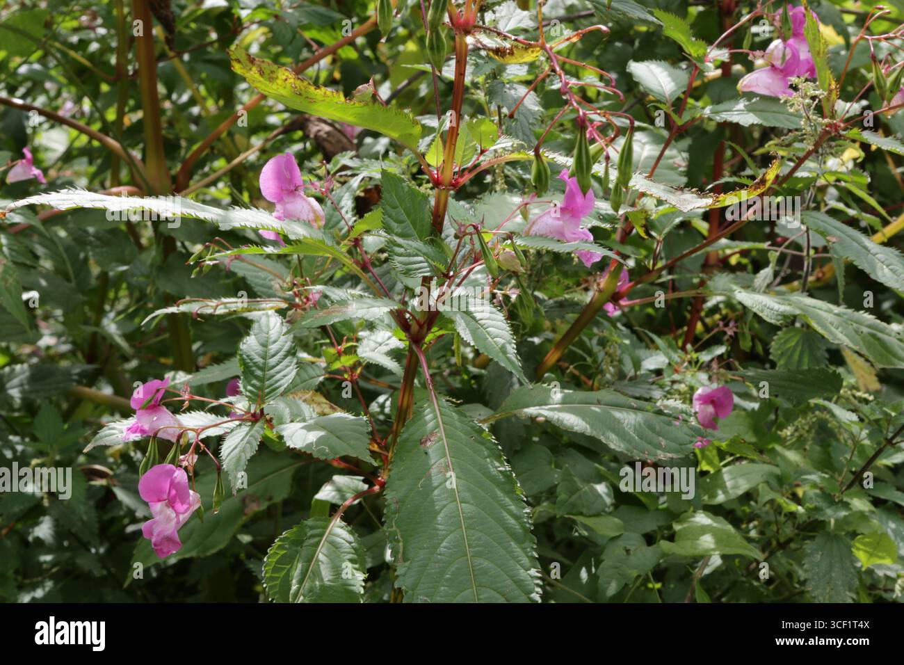 Drüsige Springkraut, Impatiens glandulifera Stockfoto