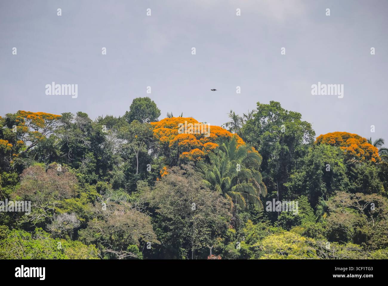 Malerische Ausblicke auf tropische Inseln und üppige Vegetation, die über den Gatun Lake, einem wichtigen Abschnitt des Panamakanals, verteilt sind. Stockfoto