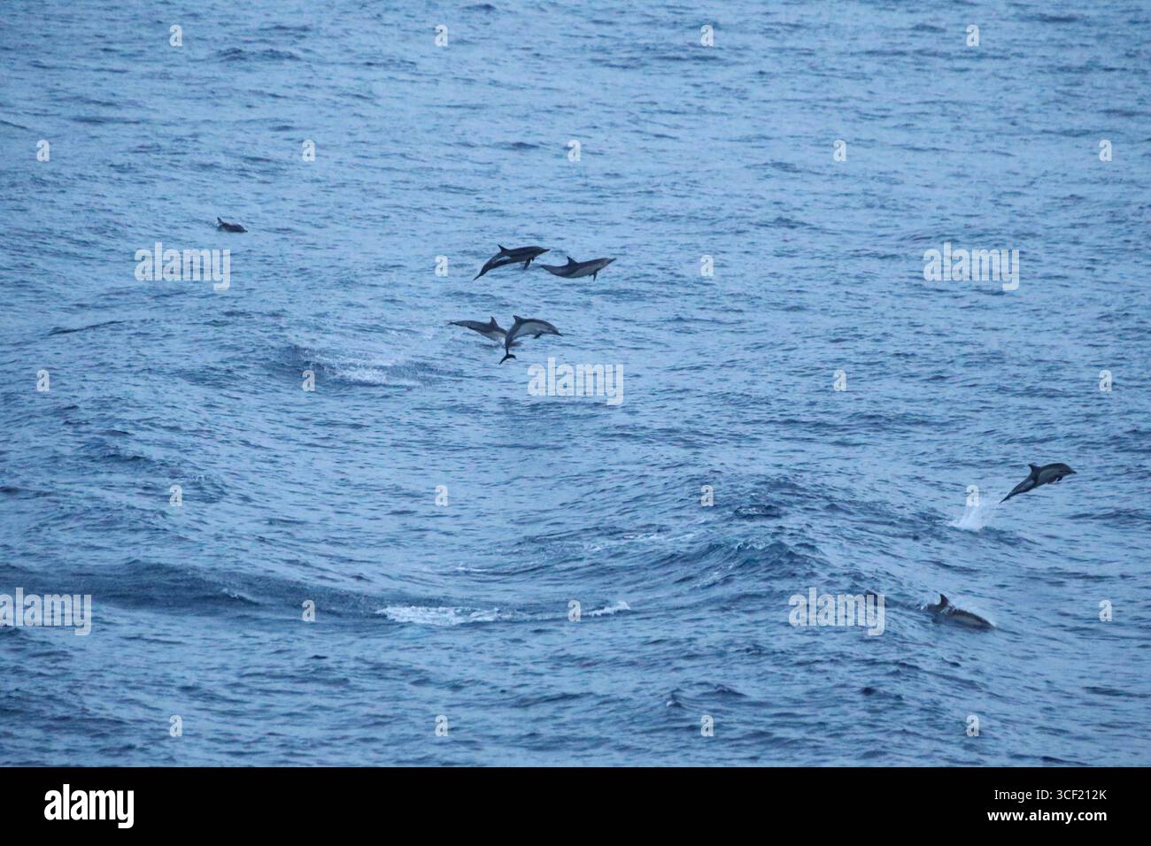 Delfine springen vom Bug eines Kreuzfahrtschiffes vor der Küste Costa Ricas Stockfoto