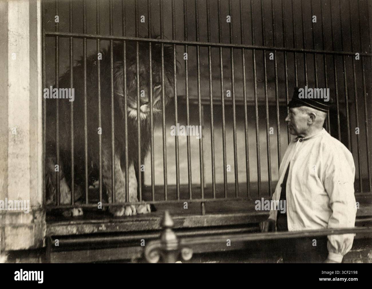 1917 steht Herr Eikendal, ein langjähriger Tierpfleger im Zoo Artis, am Löwengehege, nachdem er 36 Jahre in der Raubtiergalerie des Zoos gearbeitet hat. Stockfoto