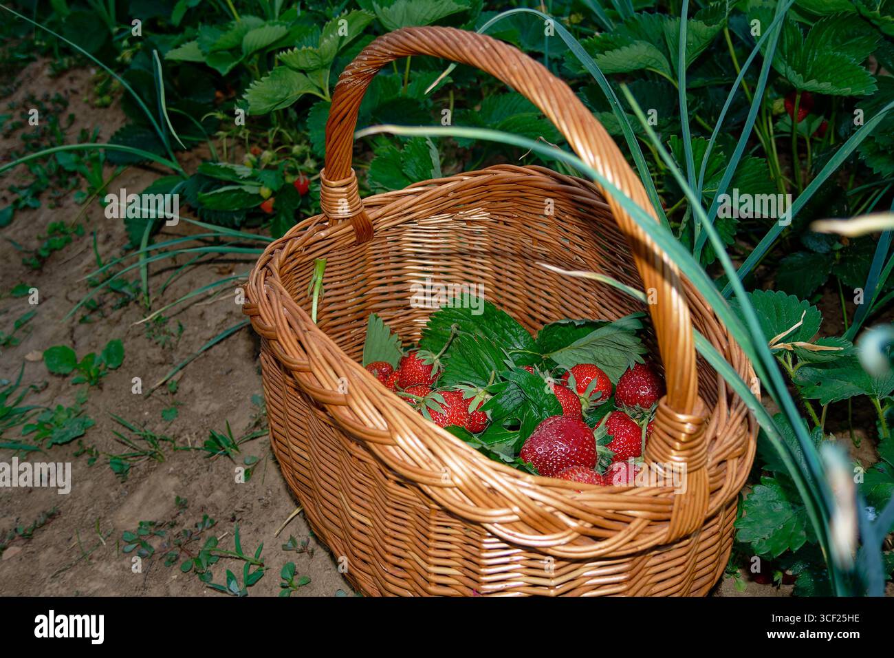Ein Korbkorb gefüllt mit saftigen, Reifen Erdbeeren in sonniger Gartenumgebung. Stockfoto