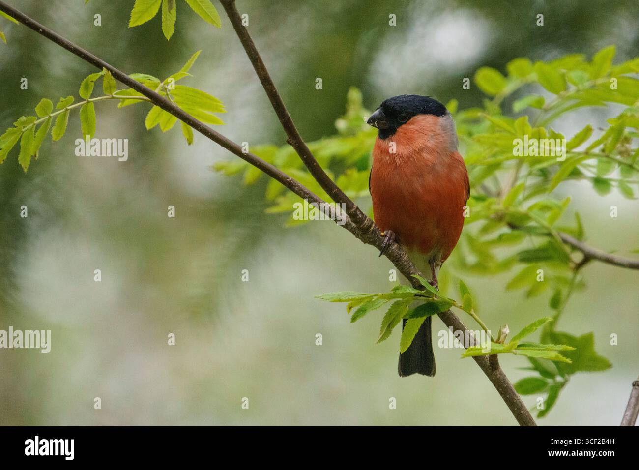 Eurasischer Bullfink, Pyrrhula pyrrhula sitzend in einem Baum Stockfoto