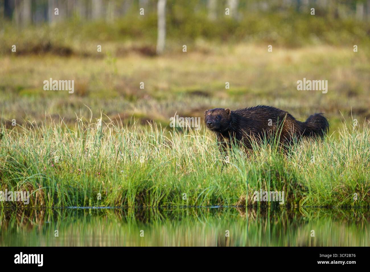 Wolverine, Gulo gulo im Wald bei Vartius in Ostfinnland Stockfoto