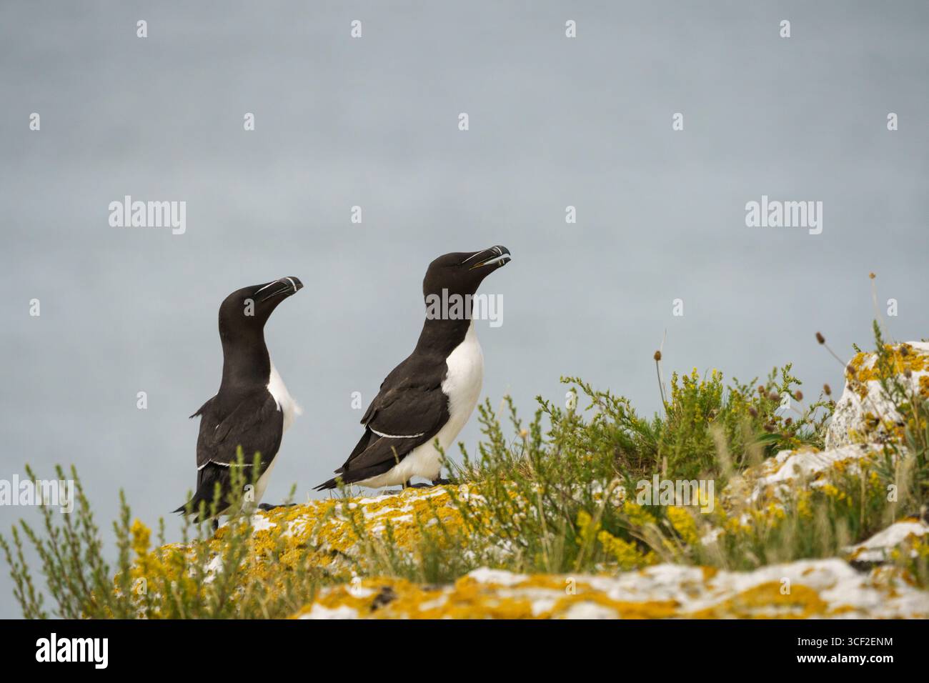Razorbill, ALCA Torda auf Stora Karlsö, Gotland, Schweden Stockfoto