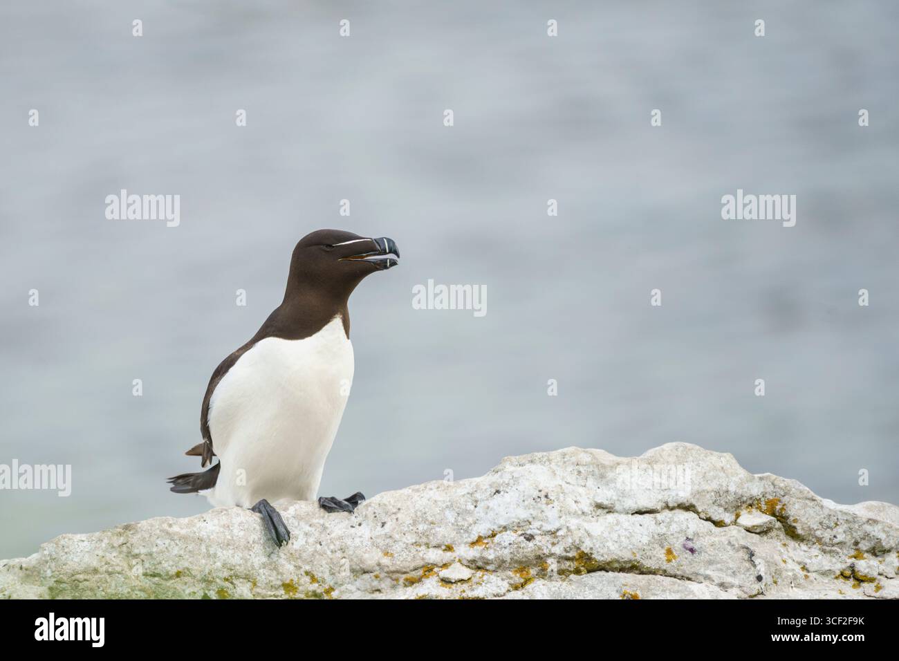Razorbill, ALCA Torda auf Stora Karlsö, Gotland, Schweden Stockfoto