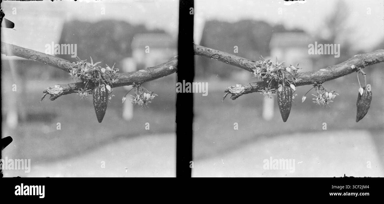 Diese stereoskopische Fotografie aus den Jahren 1910 bis 1940 zeigt einen fruchttragenden Zweig eines Baumes. Das Bild misst 9 x 12 cm (3 9/16 x 4 3/4 Zoll) Und veranschaulicht das landwirtschaftliche Leben, indem er die Bedeutung von Obstbäumen für die ländliche Landwirtschaft während des frühen 20. Jahrhunderts veranschaulicht. Stockfoto
