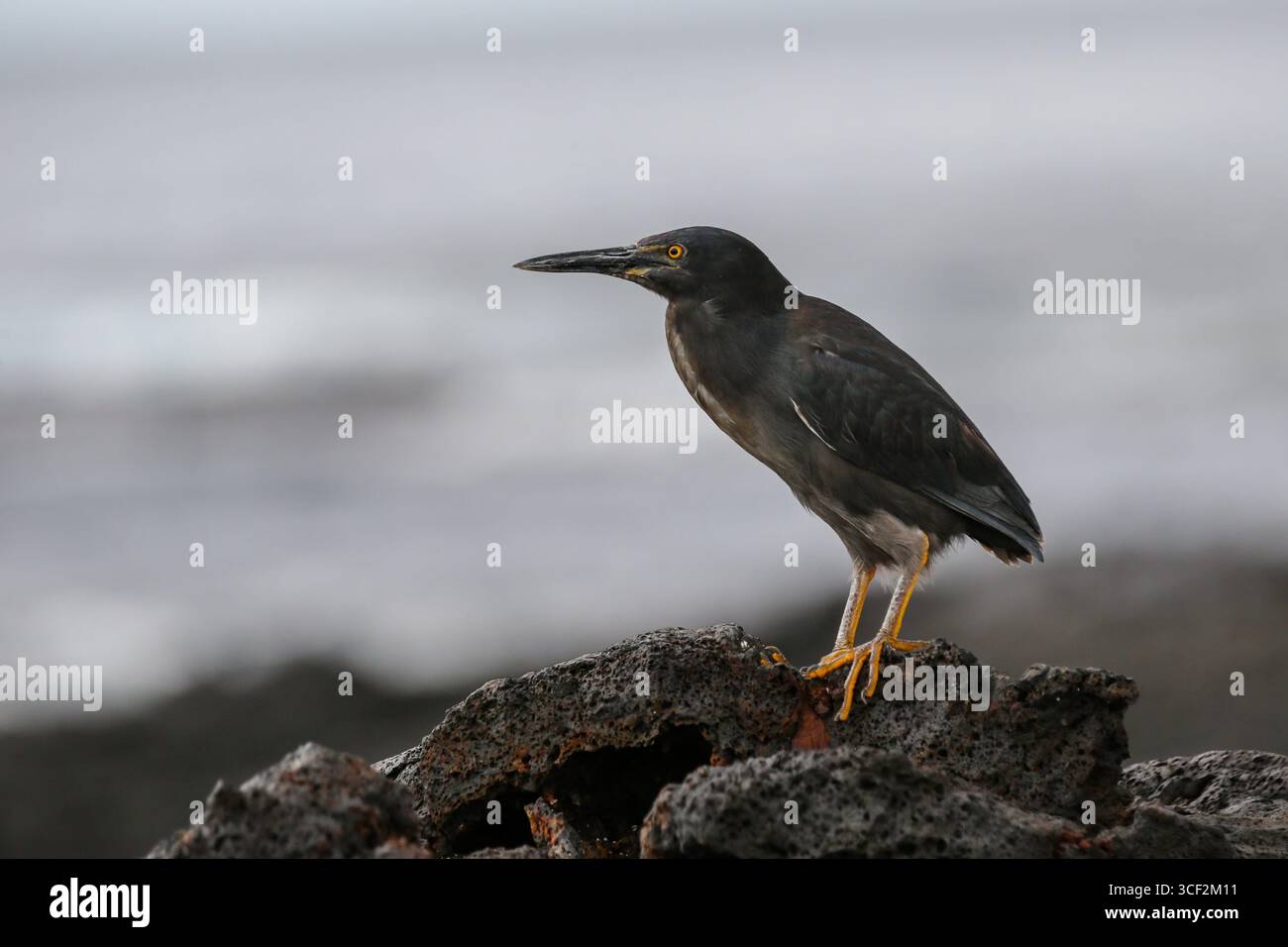 Lavareiher (Butorides sundevalli) auf vulkanischem Gestein am Ozean auf der Insel Santiago, Galápagos-Inseln, Ecuador. Stockfoto