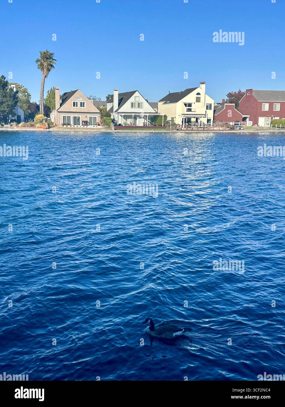 Eine Reihe von Häusern am Wasser entlang eines ruhigen Sees mit einer Kanadas-Gans im Vordergrund, aufgenommen in Kalifornien, USA. - Smartphone-aufgenommenes Stockfoto