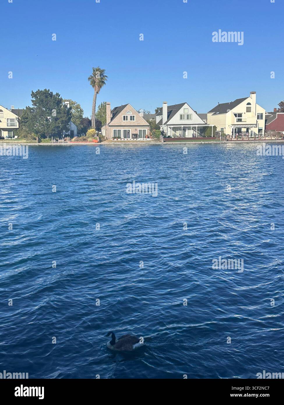 Eine Reihe von Häusern am Wasser entlang eines ruhigen Sees mit einer Kanadas-Gans im Vordergrund, aufgenommen in Kalifornien, USA. - Smartphone-aufgenommenes Stockfoto