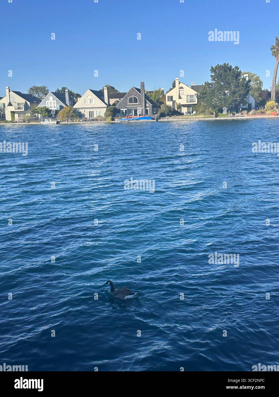 Eine Reihe von Häusern am Wasser entlang eines ruhigen Sees mit einer Kanadas-Gans im Vordergrund, aufgenommen in Kalifornien, USA. - Smartphone-aufgenommenes Stockfoto