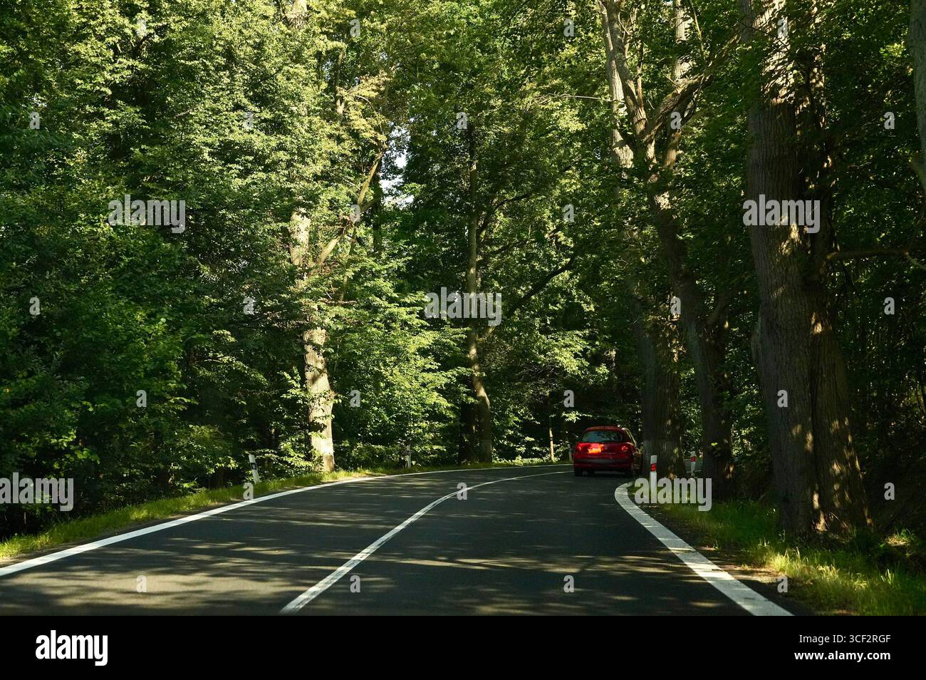 Auto fährt auf der Straße im Wald. Sonniger Sommertag Stockfoto