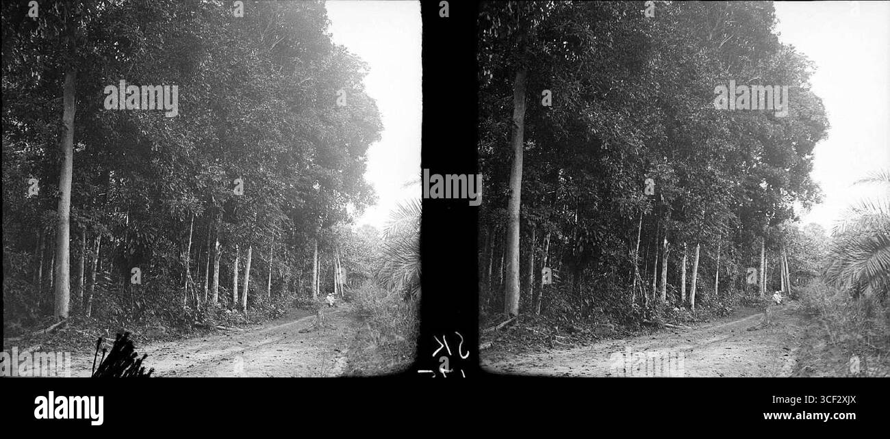 Dieses stereoskopische Bild aus dem Jahr 1940 zeigt die Anpflanzung von Morabomen (Dimorphandra excelsa) mit dahinter gepflanzten Sawari-Bäumen. Das Foto veranschaulicht die Bemühungen bei der Waldbewirtschaftung und Wiederaufforstung. Abmessungen: 6 x 13 cm. Stockfoto