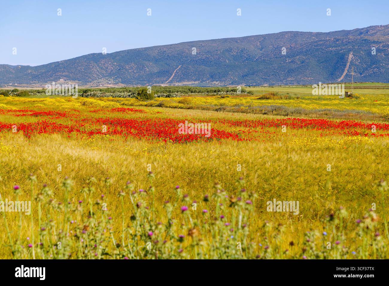 Landschaft mit blühenden Mohnblumen und gelben Blumen in der Nähe von Zaghouan, Tunesien Stockfoto