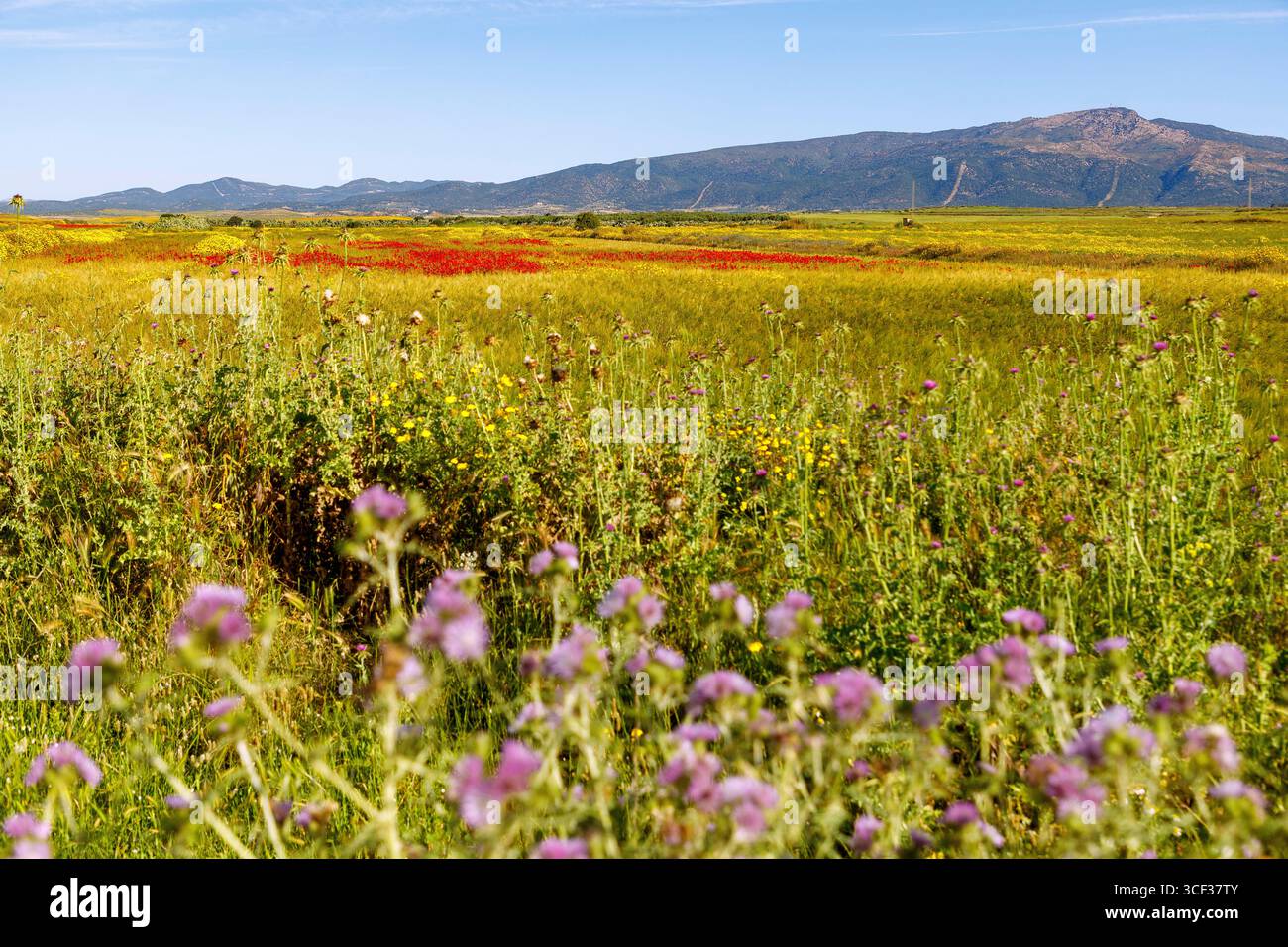 Landschaft mit blühenden Mohnblumen und gelben Blumen in der Nähe von Zaghouan, Tunesien Stockfoto