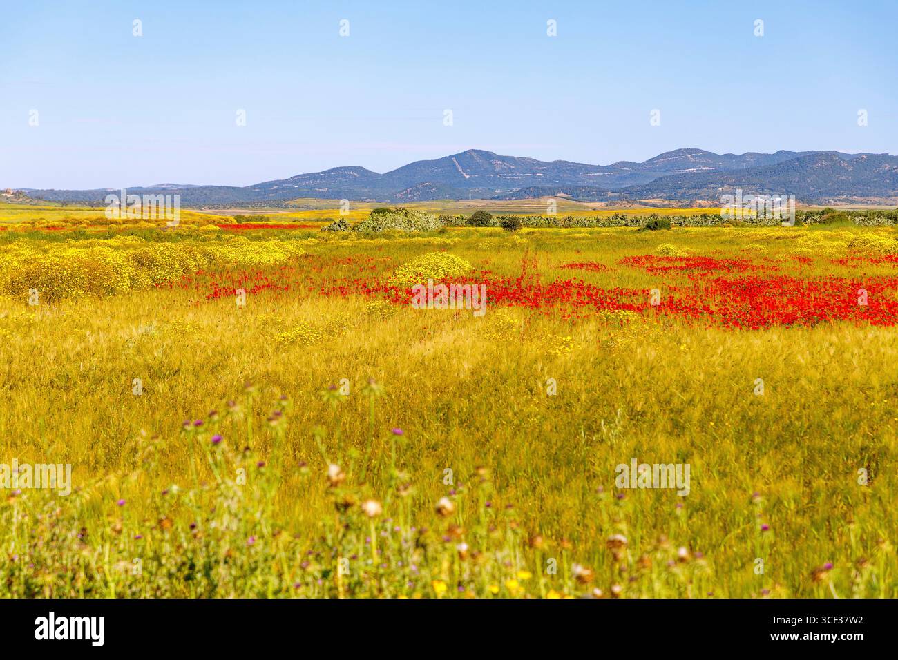 Landschaft mit blühenden Mohnblumen und gelben Blumen in der Nähe von Zaghouan, Tunesien Stockfoto