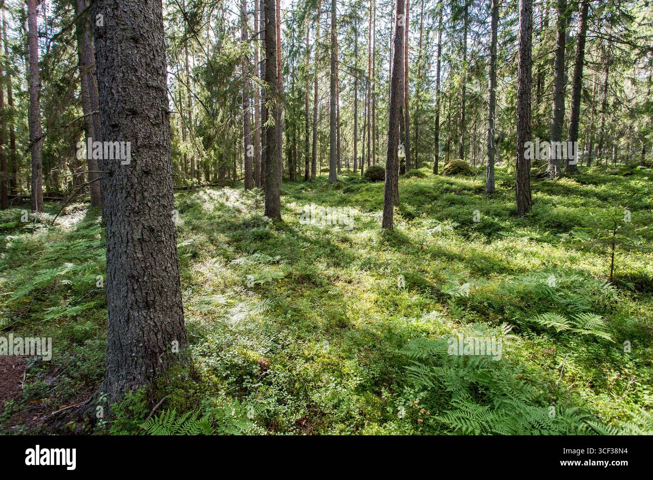 Sommerforstszene in Finnland mit dichten Fichtenbäumen, einem Waldboden mit Heidelbeerpflanzen (Vaccinium myrtillus), grünen Farnen und Moos Stockfoto