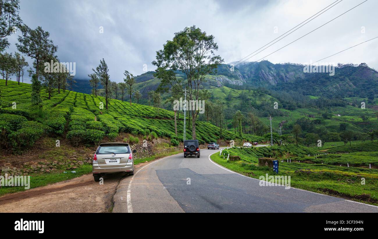 Tee-Plantagen in Munnar, Kerala, Indien Stockfoto