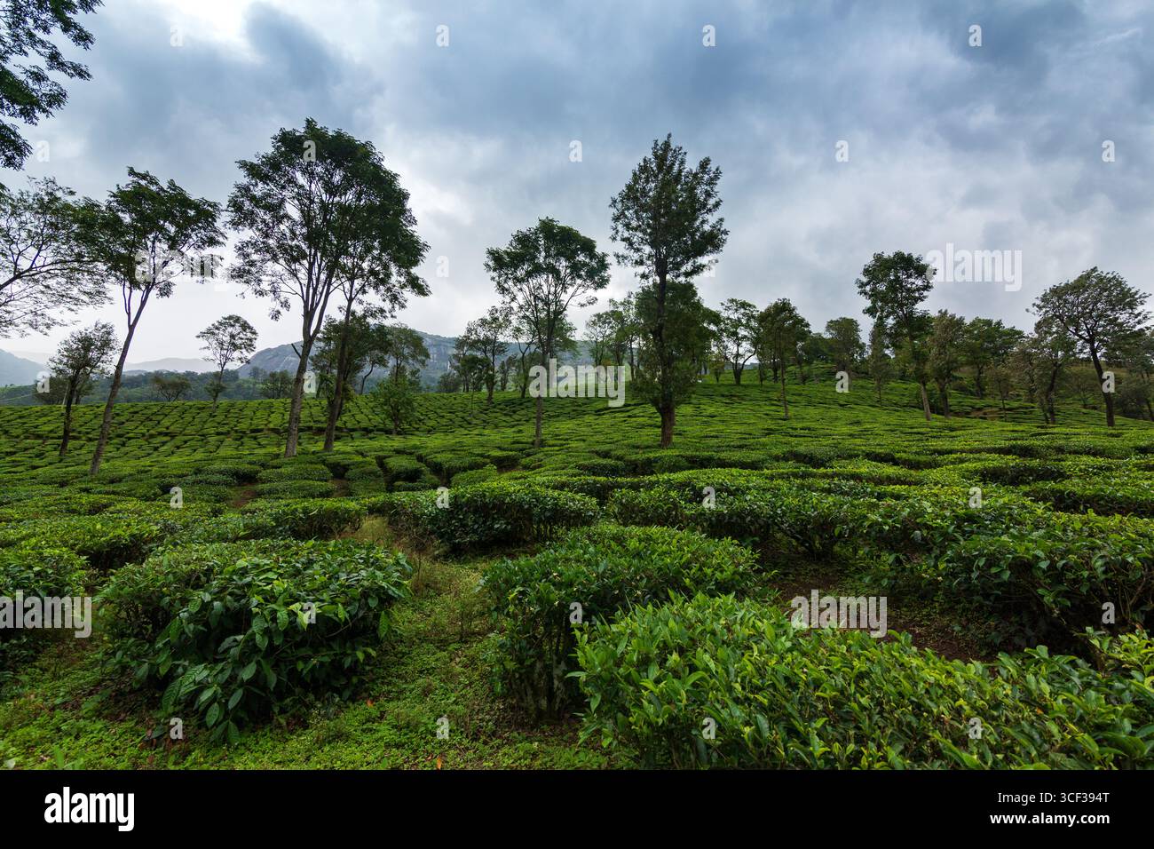 Tee-Plantagen in Munnar, Kerala, Indien Stockfoto