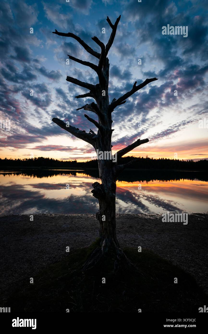 Silhouette eines Baumskeletts am farbenfrohen Himmel in der Abenddämmerung am Fohnsee, Naturpark Ostersee, Bayern, Deutschland Stockfoto