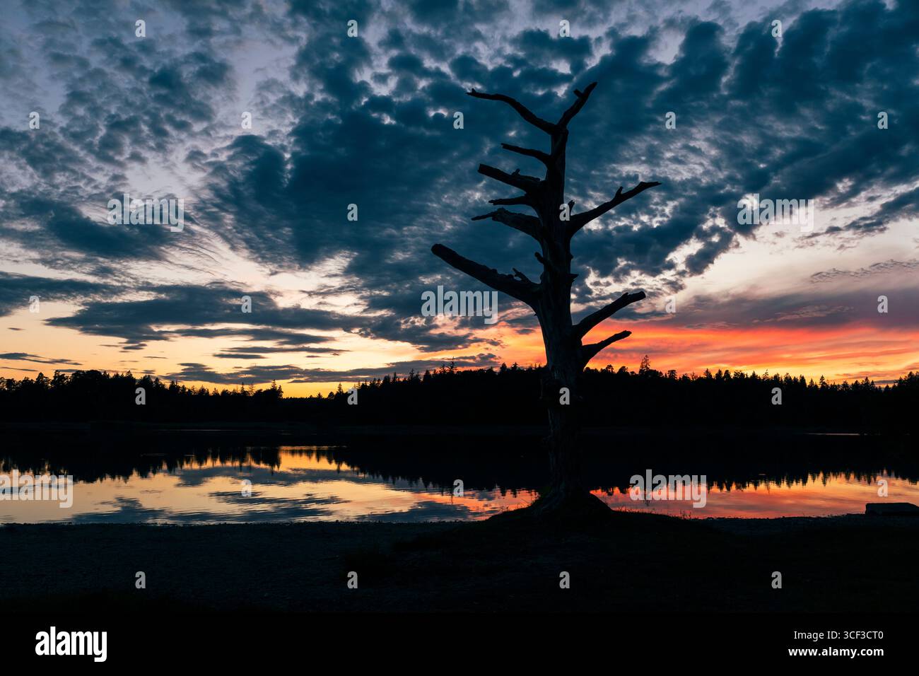 Silhoutte eines Baumgerippes vor dem leuchtenden Himmel der Abenddämmerung am Fohnsee, Naturschutzgebiet Osterseen, Bayern, Deutschland Stockfoto