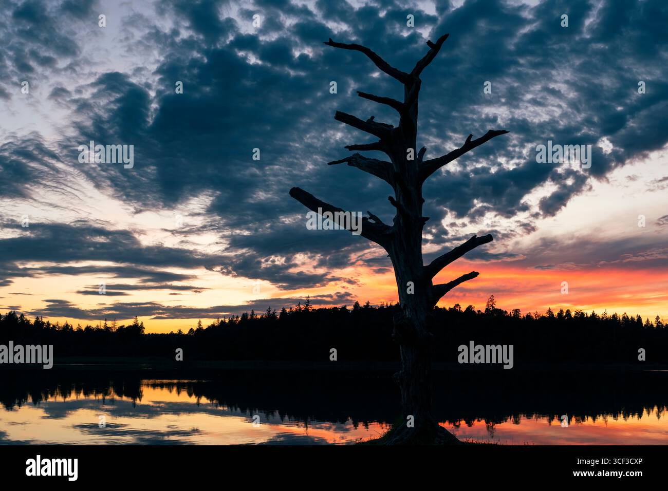 Silhoutte eines Baumgerippes vor dem leuchtenden Himmel der Abenddämmerung am Fohnsee, Naturschutzgebiet Osterseen, Bayern, Deutschland Stockfoto