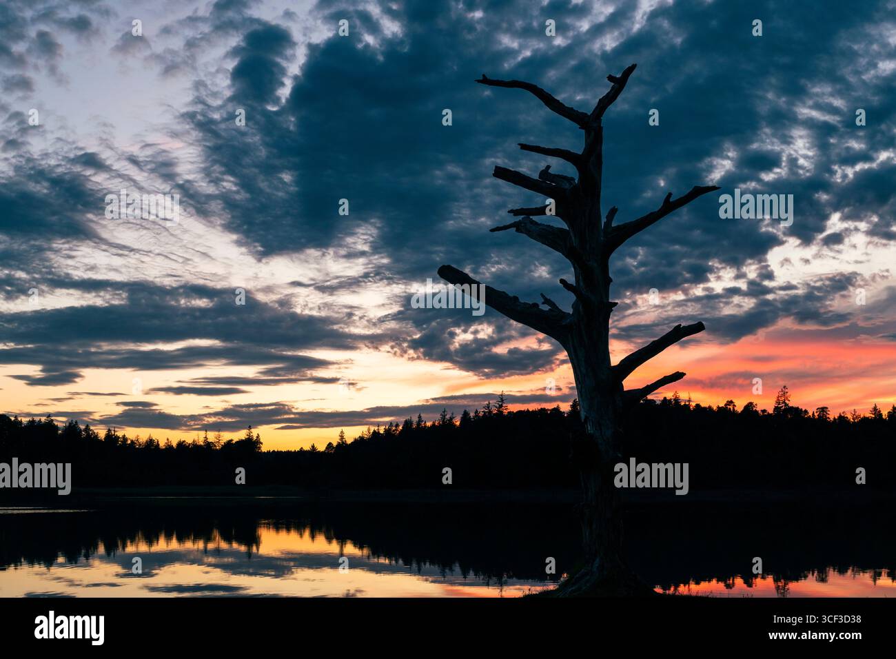 Silhouette eines Baumskeletts am farbenfrohen Himmel in der Abenddämmerung am Fohnsee, Naturpark Ostersee, Bayern, Deutschland Stockfoto