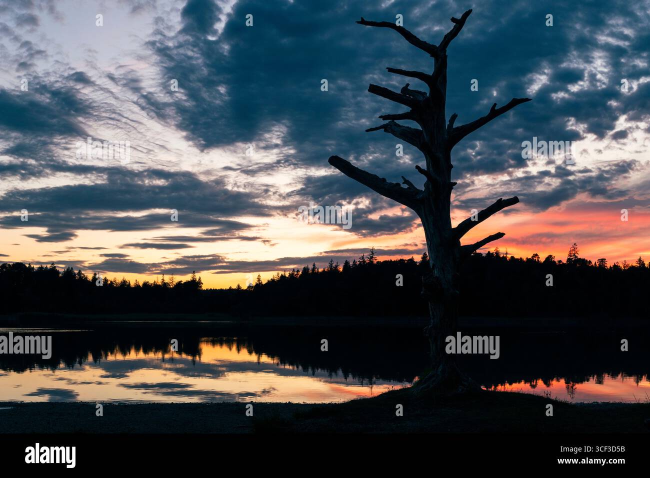 Silhouette eines Baumskeletts am farbenfrohen Himmel in der Abenddämmerung am Fohnsee, Naturpark Ostersee, Bayern, Deutschland Stockfoto