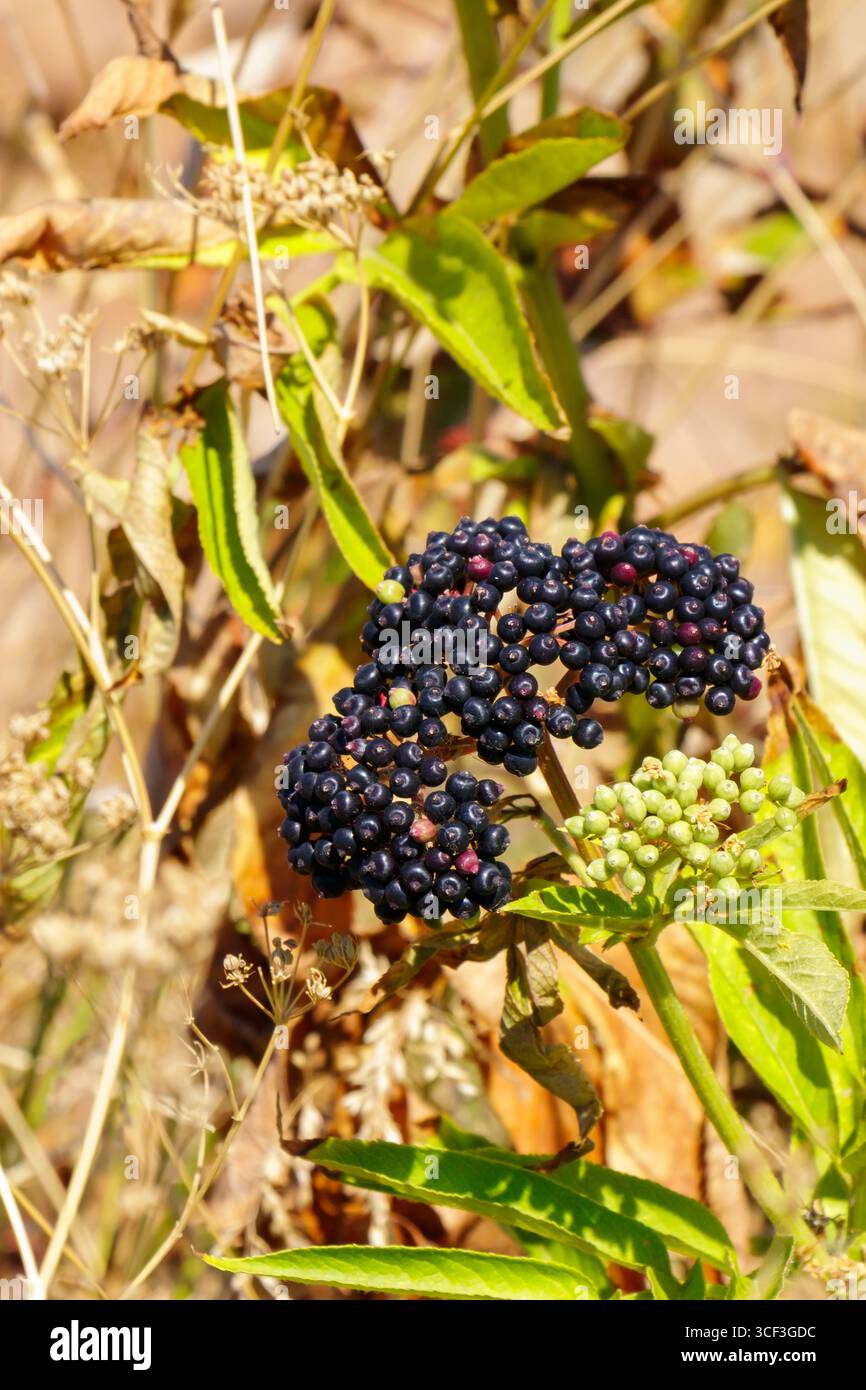 Im Frühherbst wachsen auf einer sonnendurchfluteten Wiese dunkle Beeren zwischen leuchtend grünen Blättern. Die Szene fängt das Wesen des saisonalen Wandels in ein Stockfoto