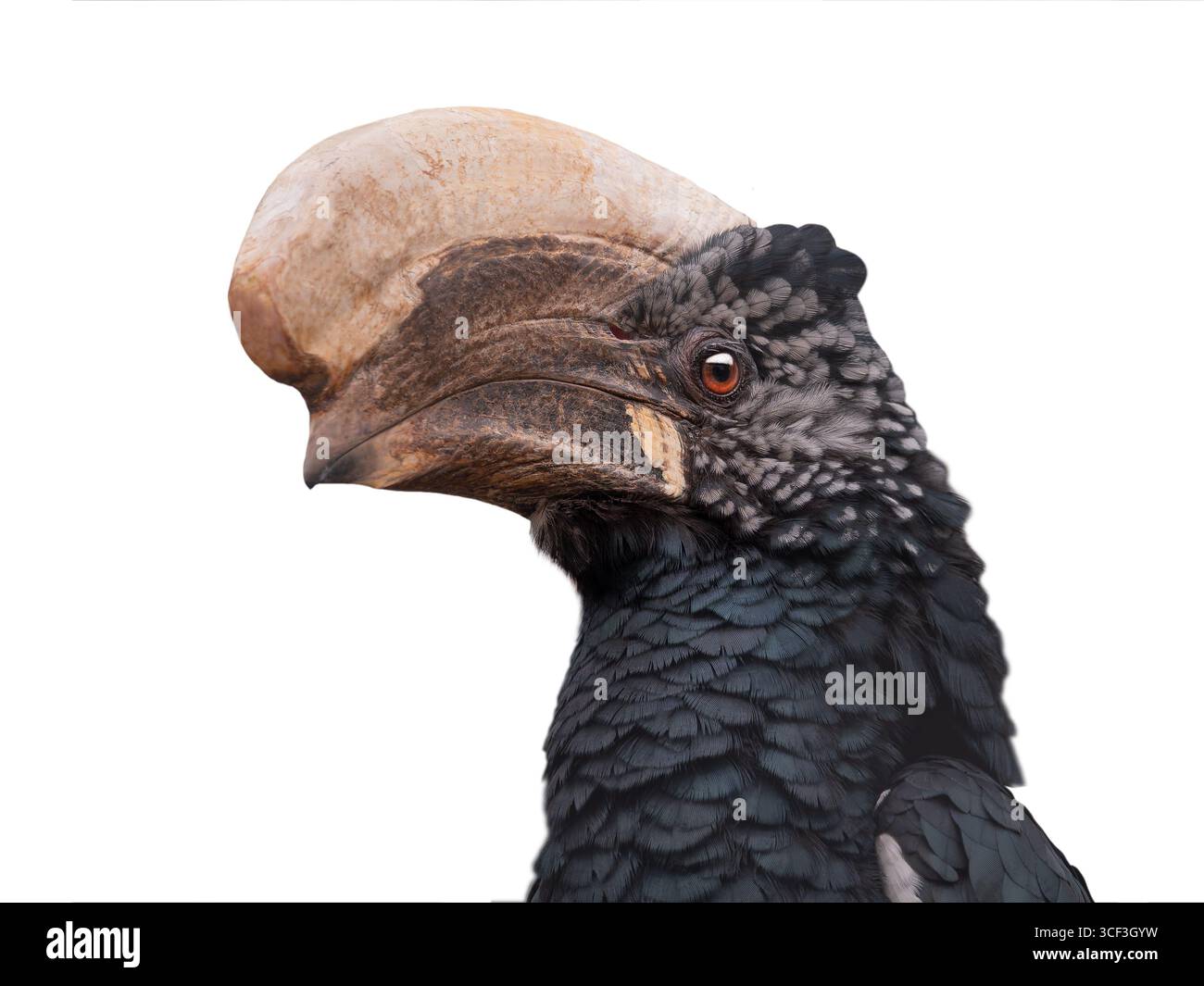 Vogelhornvogel isoliert auf weißem Hintergrund Stockfoto