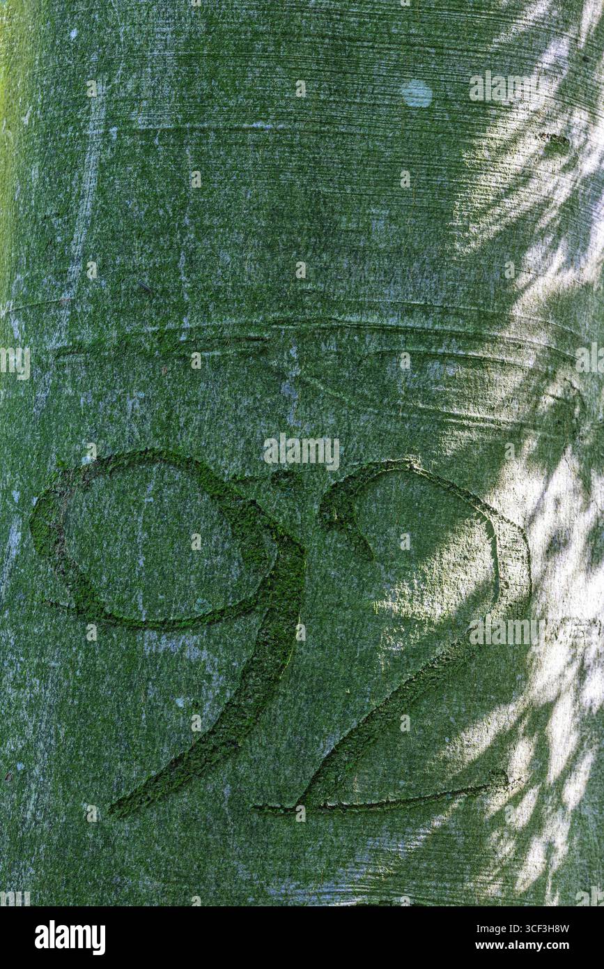 Nummer 92 in die Rinde eines Baumstamms gehauen Stockfoto